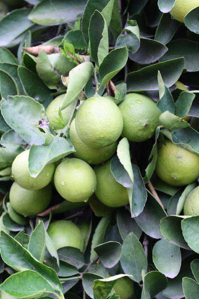            Fruit (Riverside, CA)   